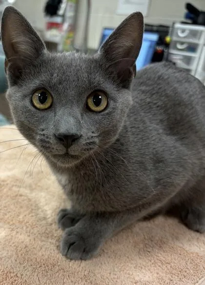 A young medium-sized male Domestic Short Hair cat named Vlad for adoption in Fishers, IN