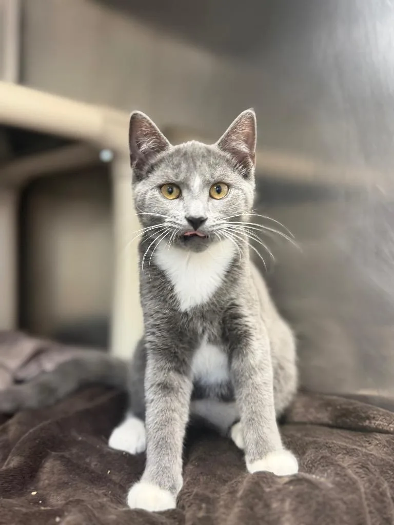 A baby medium-sized female Domestic Short Hair cat named Audrey Horne for adoption in Pomona, NY