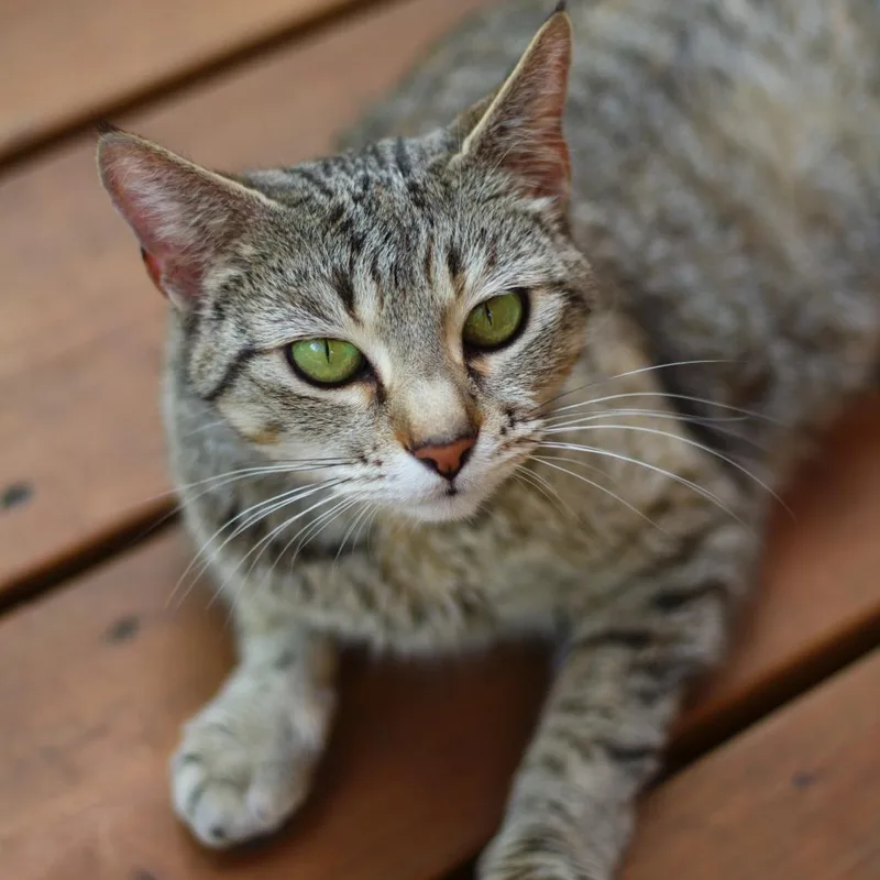 Graciela thumbnail 2