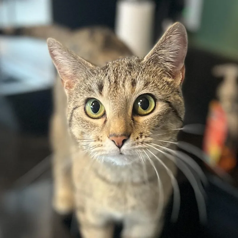 Graciela thumbnail 3