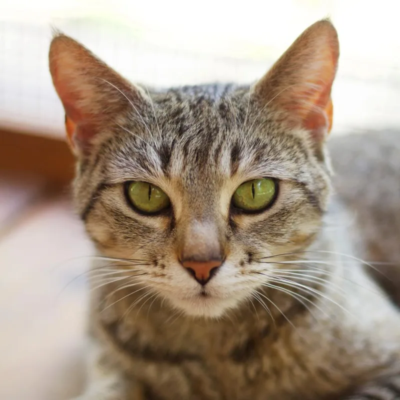 Graciela thumbnail 4