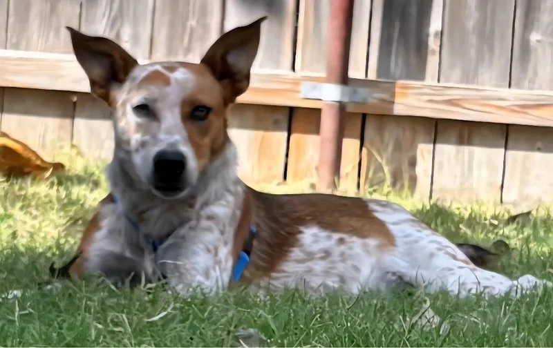 A young medium-sized male Australian Cattle Dog / Blue Heeler dog named Ares for adoption in Great Bend, KS