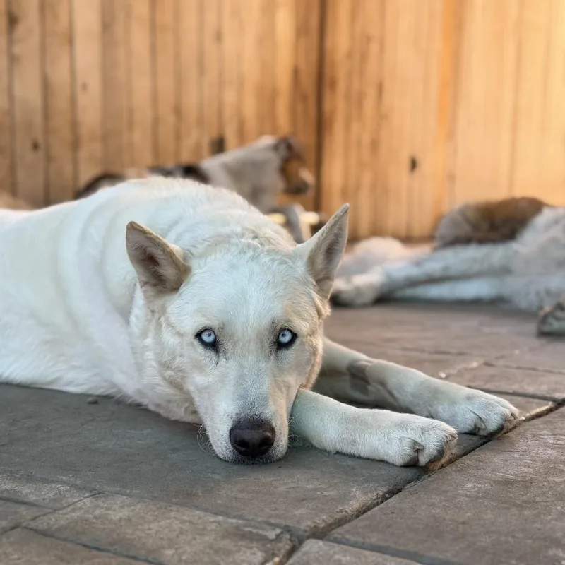 An adult large-sized male Siberian Husky dog named Rango for adoption in Salem, OR