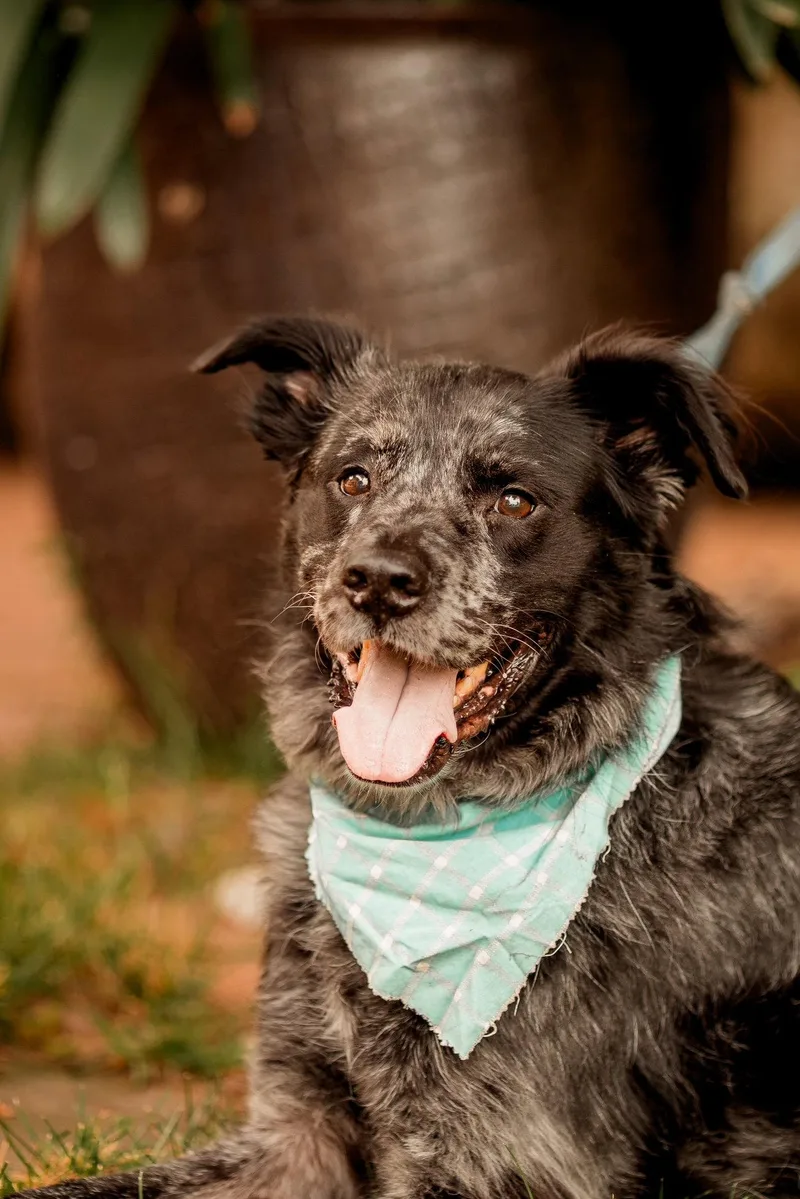 An adult medium-sized male Australian Shepherd dog named Bear for adoption in Rockaway, NJ