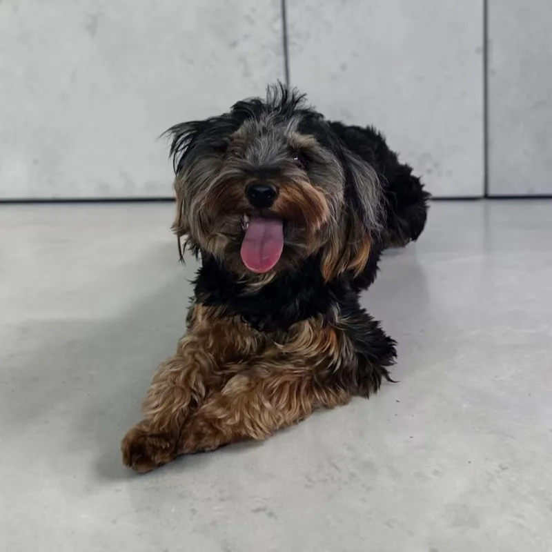 An adult small-sized male Black Yorkie Poo dog named Baxter for adoption in Dallas, GA
