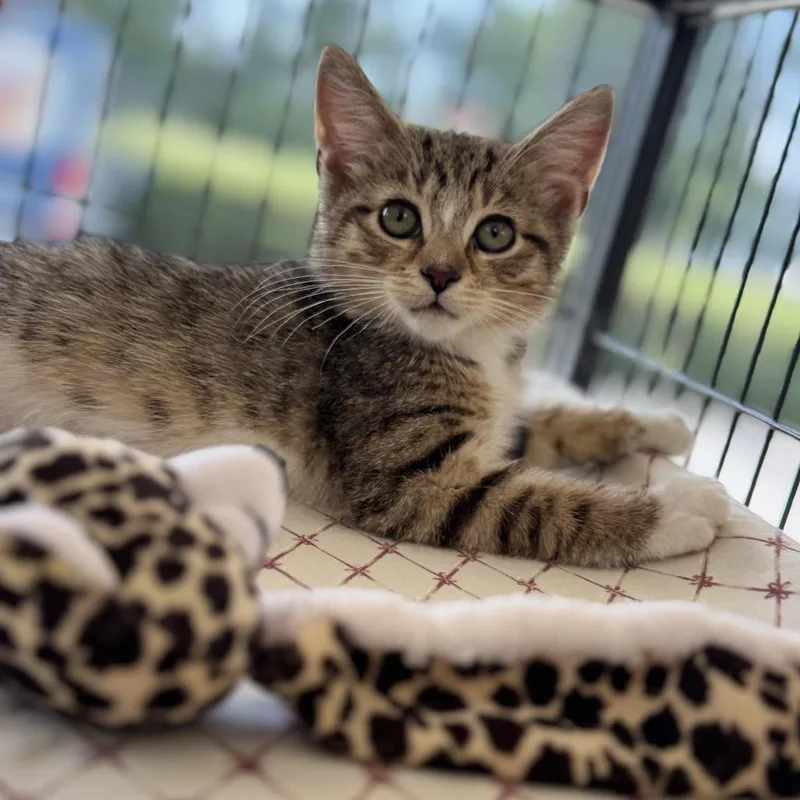 A baby small-sized male Brown / Chocolate Domestic Short Hair cat named Sprout for adoption in Chesapeake, VA