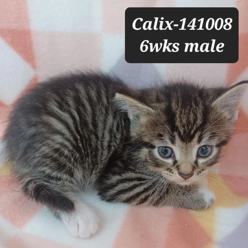 A baby small-sized male Domestic Short Hair cat named Calix for adoption in New Tazewell, TN
