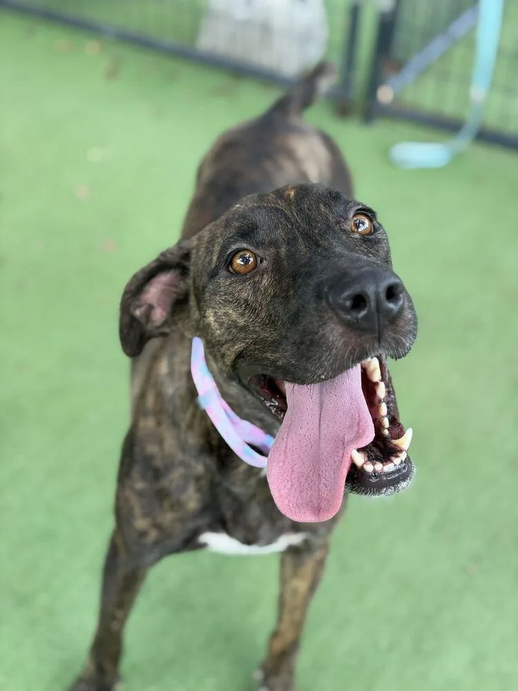 An adult medium-sized female American Bulldog dog named Chloe for adoption in Lakeland, FL