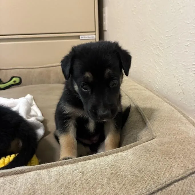 A baby small-sized female Doberman Pinscher dog named Babette for adoption in Austin, TX