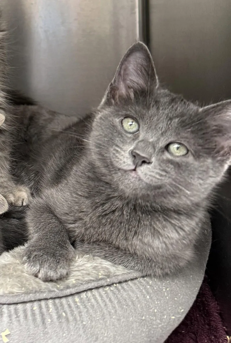 A baby small-sized male Domestic Short Hair cat named Klaus for adoption in Oakland, CA