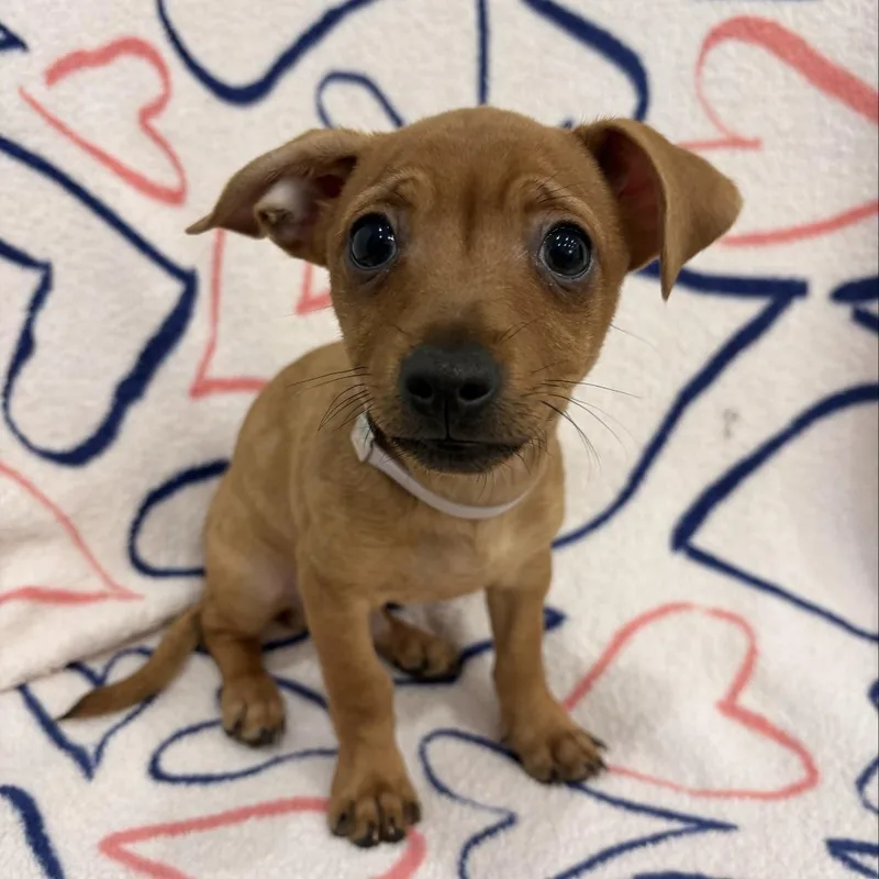 A baby small-sized male Yellow / Tan / Blond / Fawn Dachshund dog named Hickory for adoption in Long Beach, CA