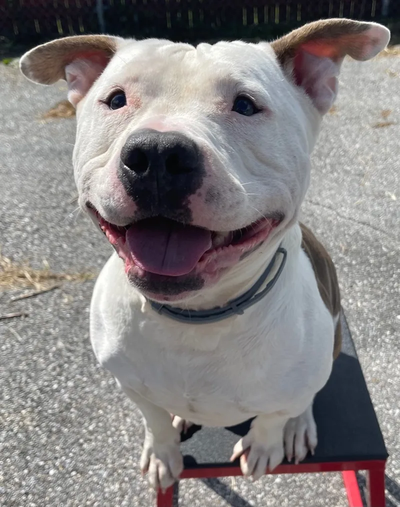 An adult medium-sized male Brindle Staffordshire Bull Terrier dog named Ham for adoption in Putnam Valley, NY