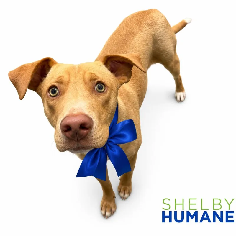 A young medium-sized male Yellow / Tan / Blond / Fawn Mixed Breed dog named Haaland for adoption in Columbiana, AL