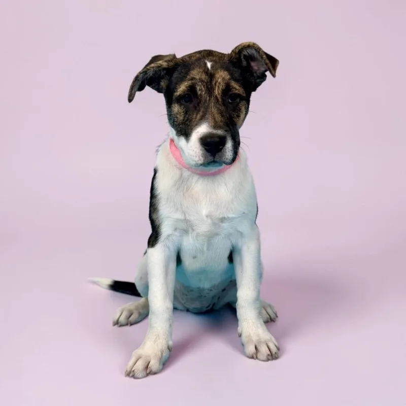 A baby large-sized female White / Cream Pit Bull Terrier dog named Sonora for adoption in Alvin, TX