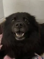 An adult medium-sized female Chow Chow dog named Minnie Driver for adoption in Alpharetta, GA