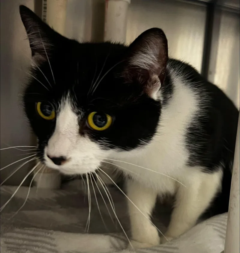 An adult medium-sized female Black & White / Tuxedo Domestic Short Hair cat named Precious for adoption in Culpeper, VA