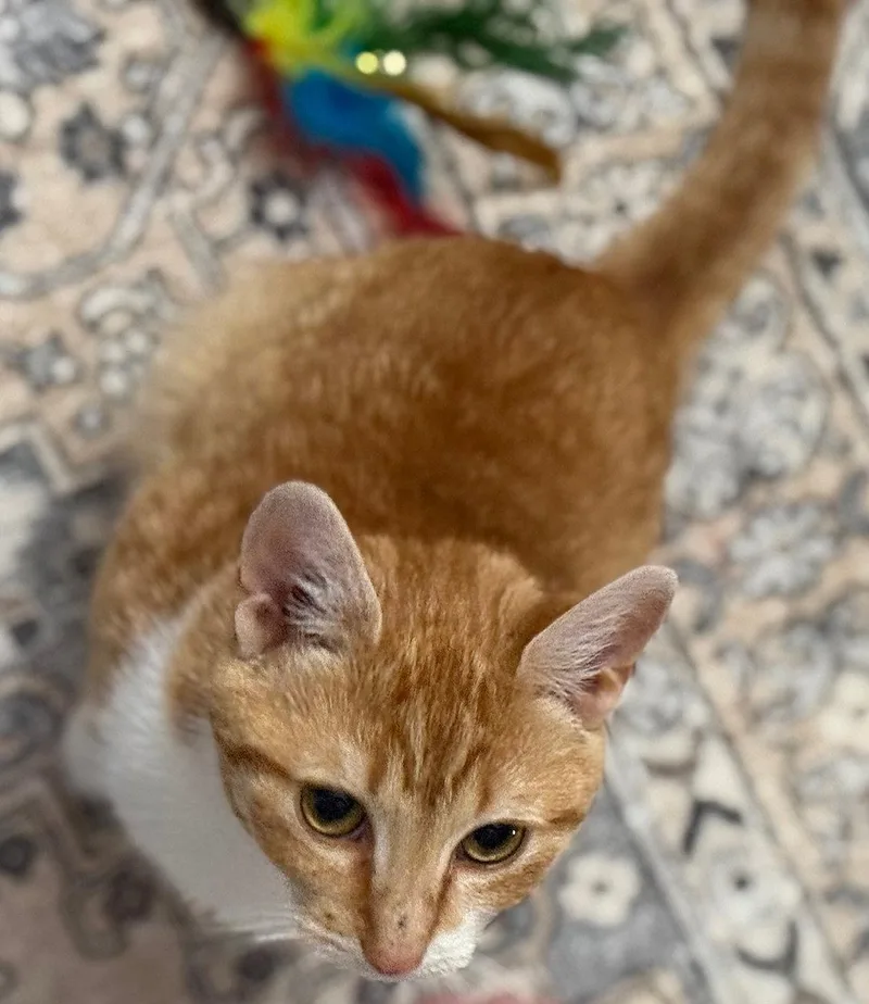 Clementine thumbnail 2