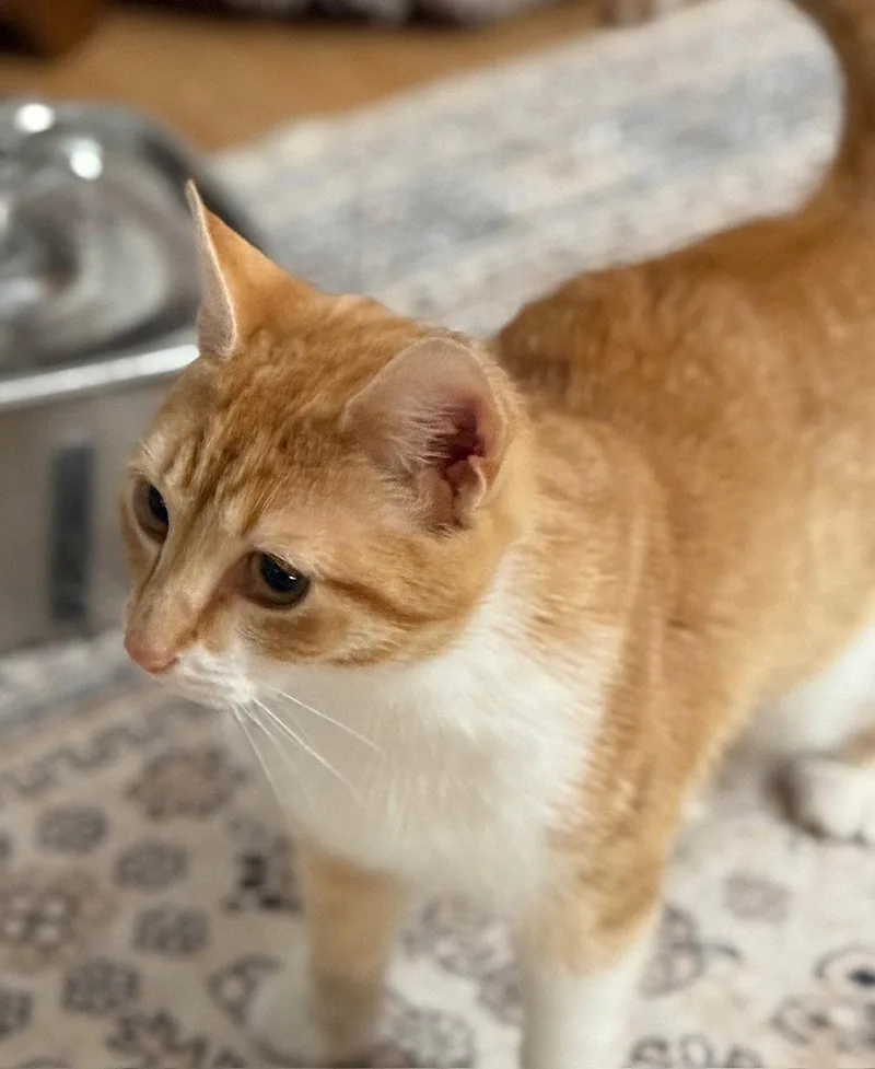 Clementine thumbnail 3