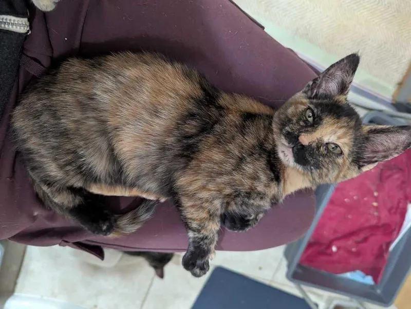 A baby medium-sized female Domestic Short Hair cat named Stella Irene for adoption in North Brunswick, NJ