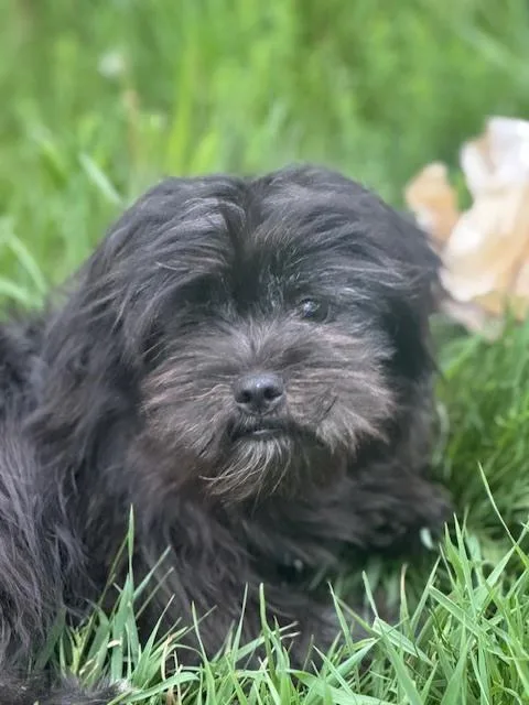A young small-sized male Black Shih Tzu dog named Kirby for adoption in Littleton, CO