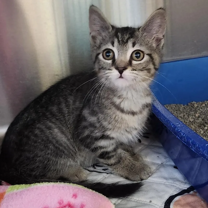 A baby small-sized male Brown / Chocolate Domestic Short Hair cat named Hickory for adoption in Columbia Station, OH