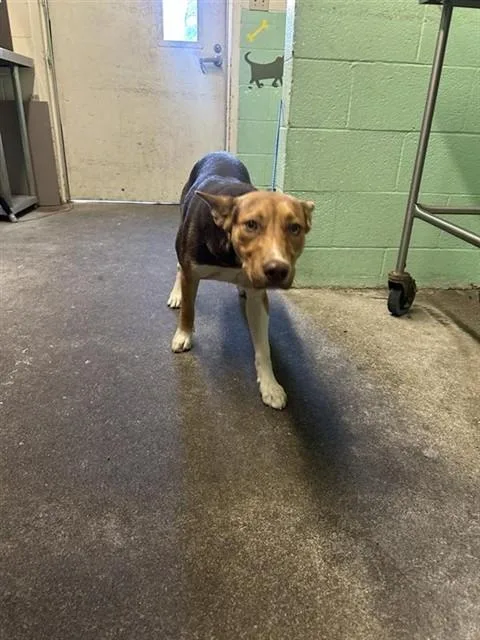 A young medium-sized male German Shepherd Dog dog named Socks for adoption in Sacramento, CA