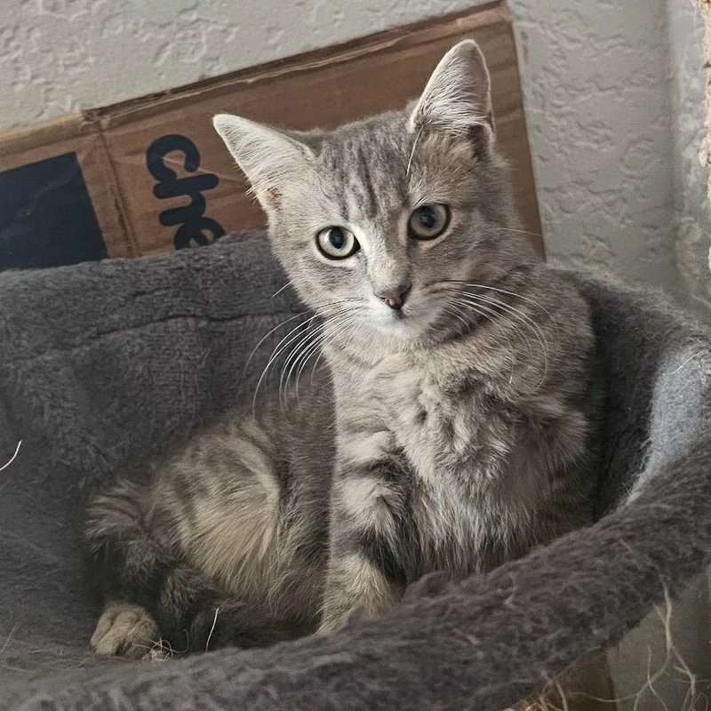 A young small-sized female Gray / Blue / Silver Domestic Short Hair cat named Willow for adoption in Waco, TX