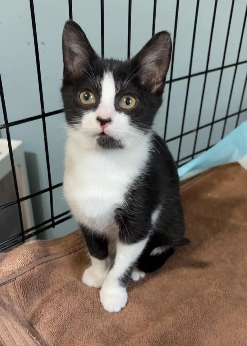 A baby small-sized male Tuxedo cat named Finn C Grace for adoption in Saunderstown, RI