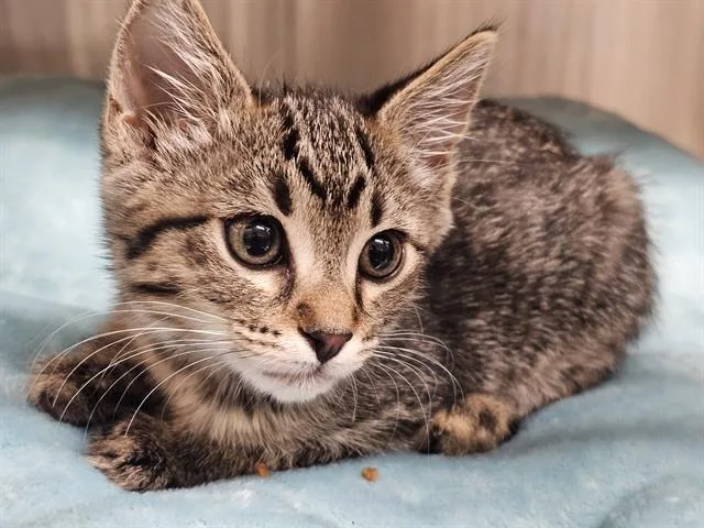 A baby small-sized female Domestic Short Hair cat named Chloe for adoption in Tustin, CA
