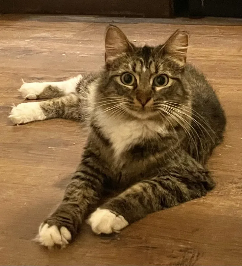 A young medium-sized female Domestic Medium Hair cat named Yoli for adoption in san antonio, TX