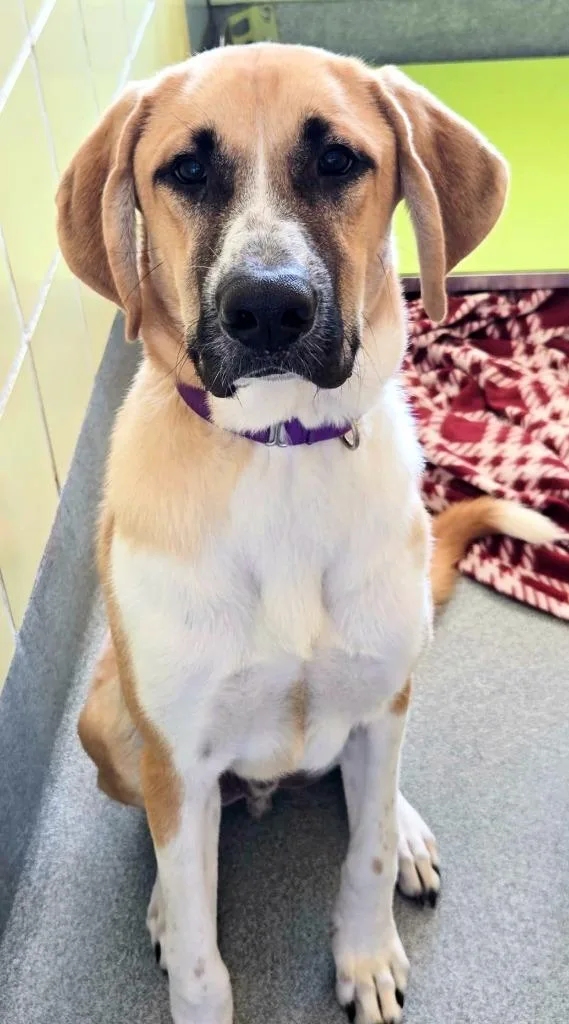 A baby large-sized male Anatolian Shepherd dog named John Price for adoption in Blountville, TN