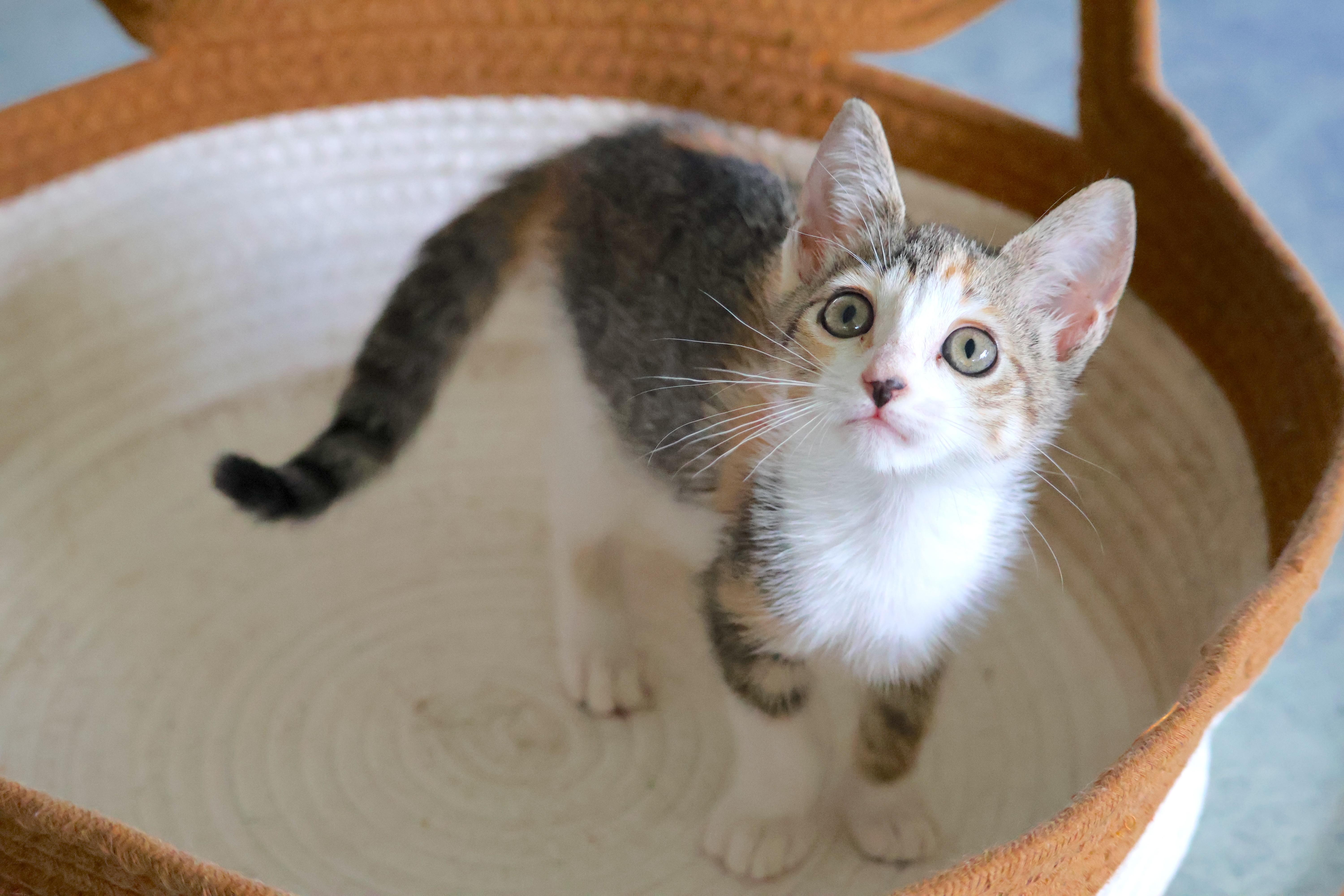 A baby medium-sized female Calico cat named Ss Baby Ruth for adoption in Homestead, FL