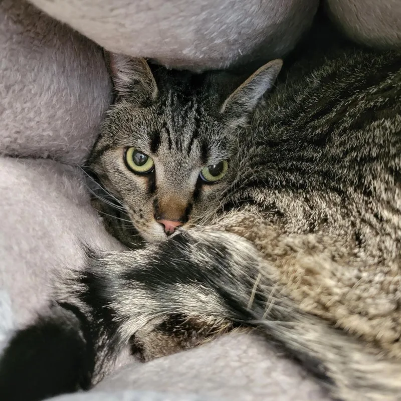An adult large-sized male Gray / Blue / Silver Domestic Short Hair cat named Niko for adoption in Nashville, IN