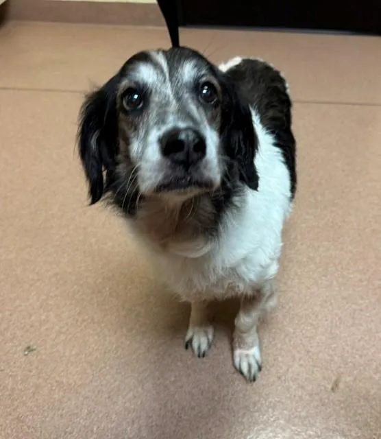 An adult medium-sized female Australian Shepherd dog named Marmalade for adoption in Cookeville, TN