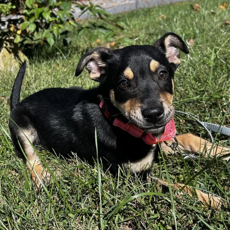 A baby small-sized female Mixed Breed dog named Everest for adoption in New Fairfield, CT