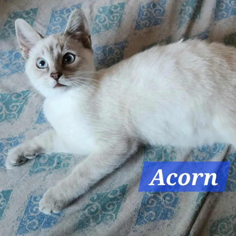 A baby small-sized male Domestic Short Hair cat named Acorn for adoption in La Grange, KY