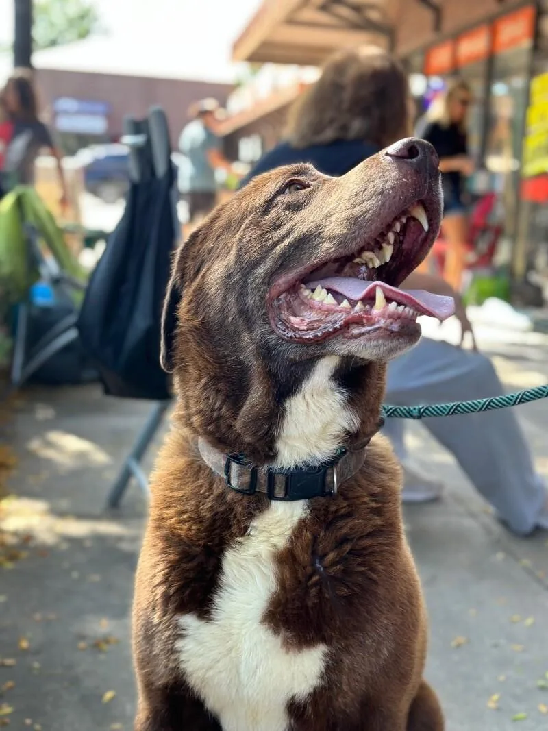 An adult extra large-sized male Newfoundland Dog dog named Superman for adoption in Windsor, CO