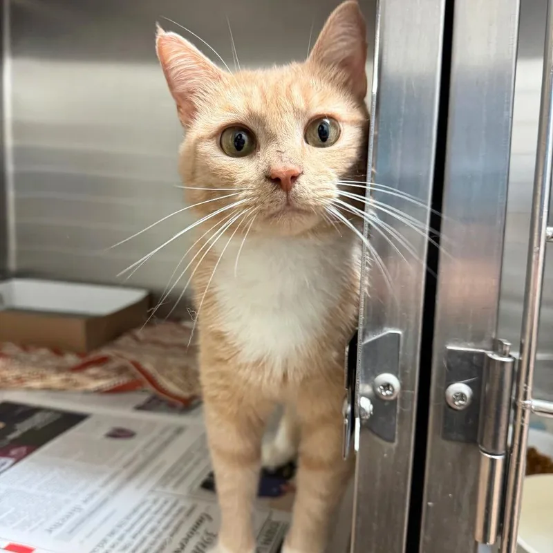An adult medium-sized female Buff / Tan / Fawn Domestic Short Hair cat named Honey Bee for adoption in Hendersonville, NC