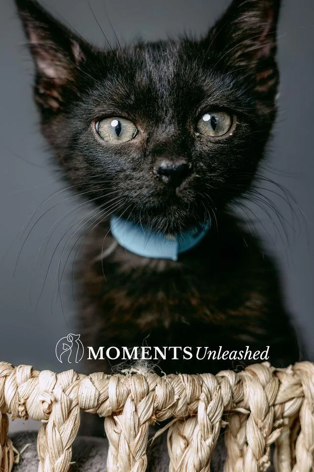A baby small-sized male Black Domestic Short Hair cat named Brady for adoption in Myakka City, FL