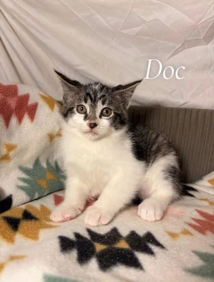 An adult small-sized female Domestic Short Hair cat named Doc for adoption in St. Anne, IL