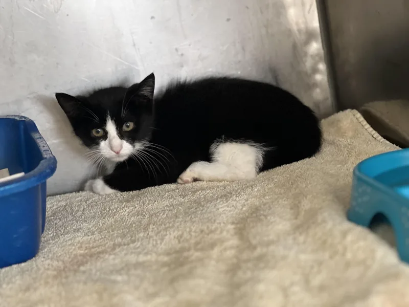 A young small-sized male Black & White / Tuxedo Domestic Short Hair cat named Jett for adoption in Media, PA