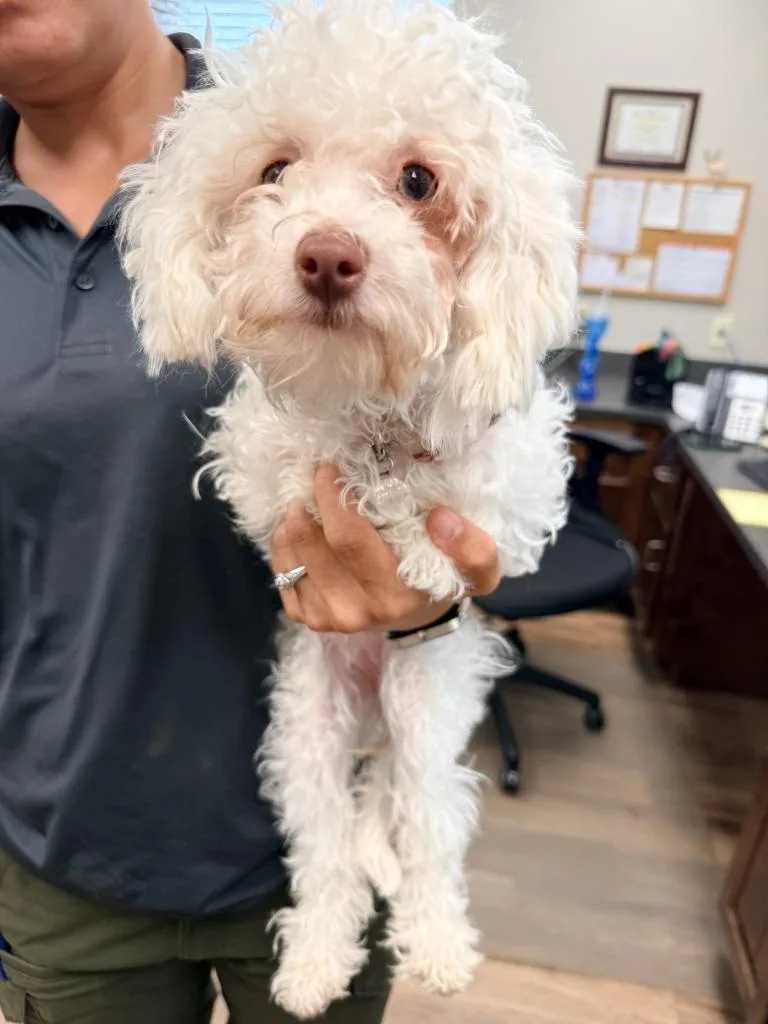 A baby small-sized female Poodle dog named Winky for adoption in Cartersville , GA