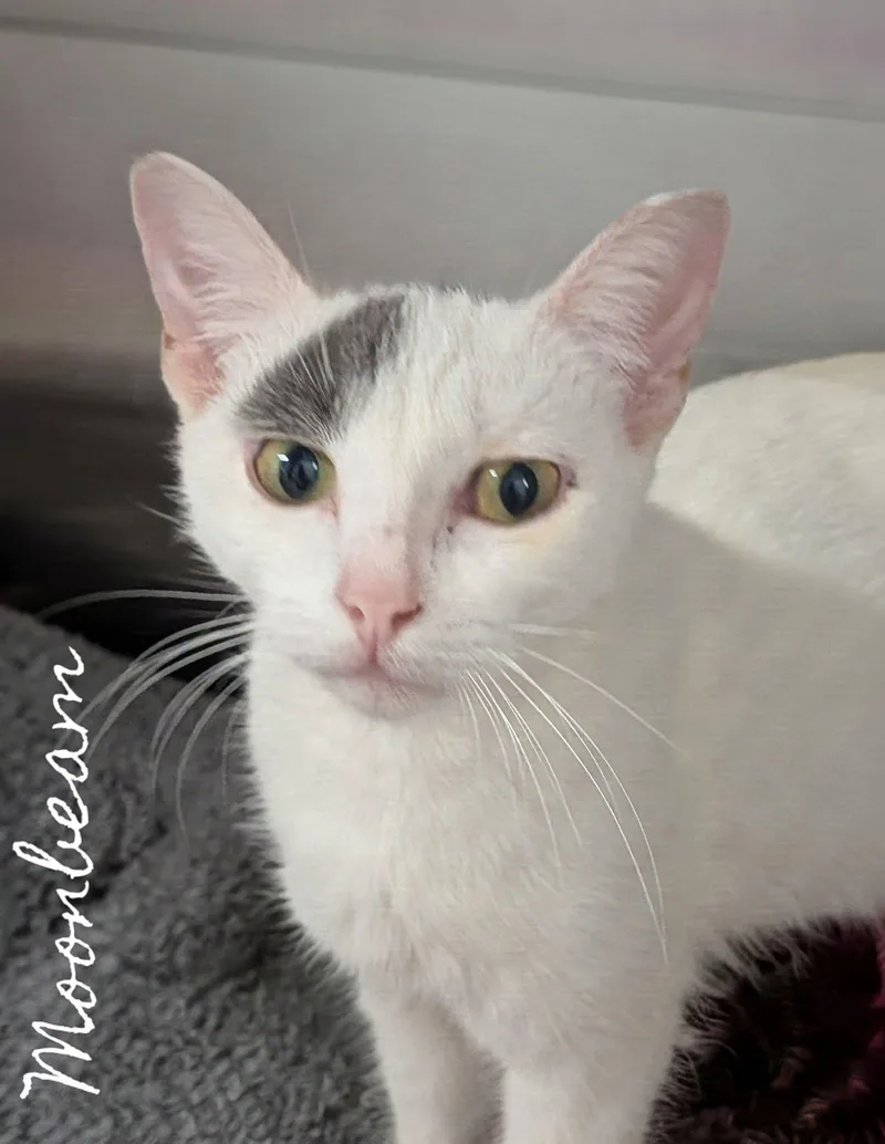 An adult medium-sized female Gray & White Domestic Short Hair cat named Moonbeam for adoption in Flint, MI