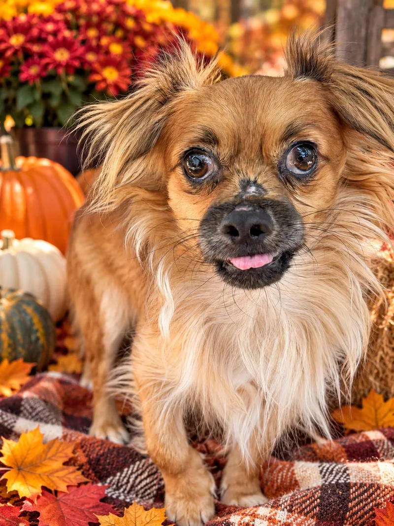 An adult small-sized male Yellow / Tan / Blond / Fawn Chihuahua dog named Benji for adoption in Sugar Grove, IL