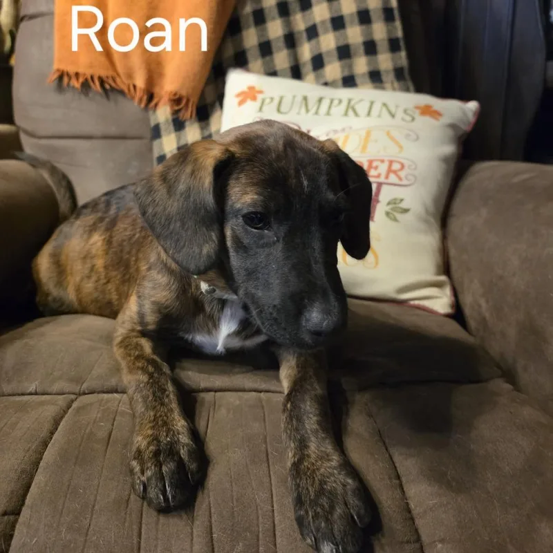 A baby medium-sized female Boxer dog named Roan for adoption in Bartlett, TN