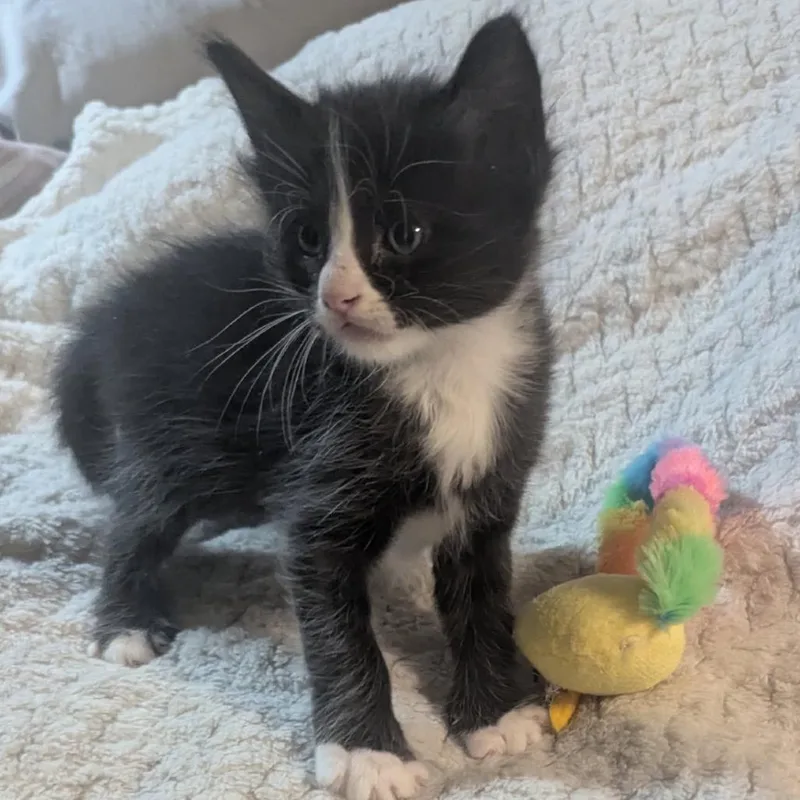 A baby small-sized male Black Domestic Short Hair cat named Figaro for adoption in Las Vegas, NV