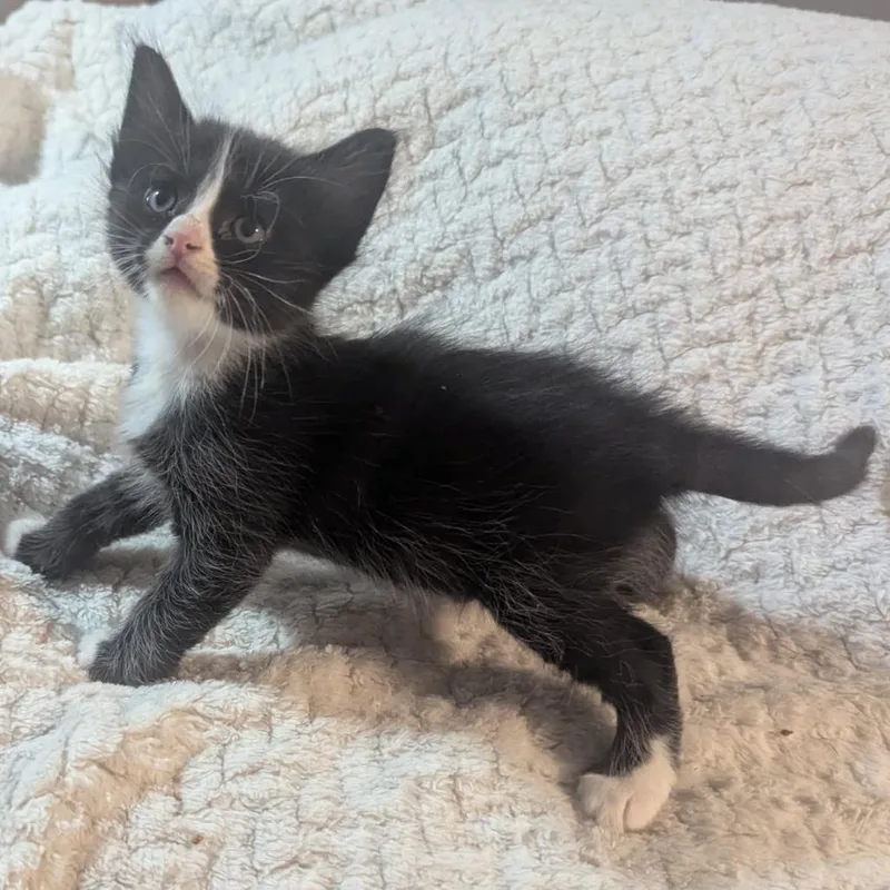 Figaro thumbnail 3