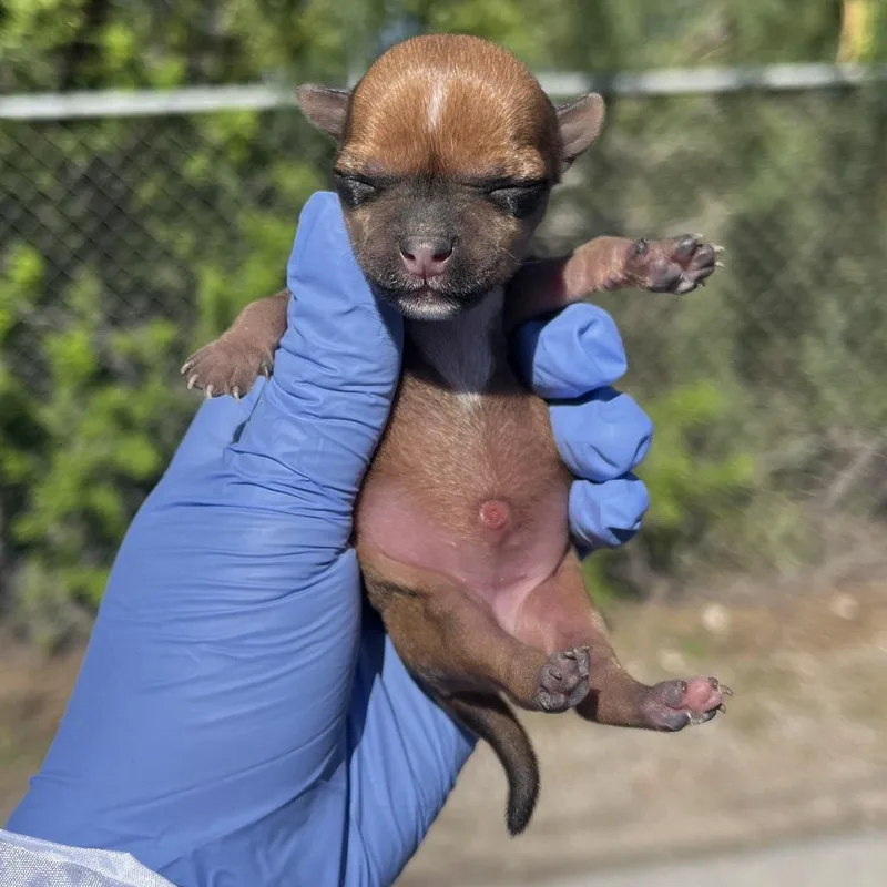 A baby small-sized female Brown / Chocolate Terrier dog named Nina for adoption in Edinburg, TX