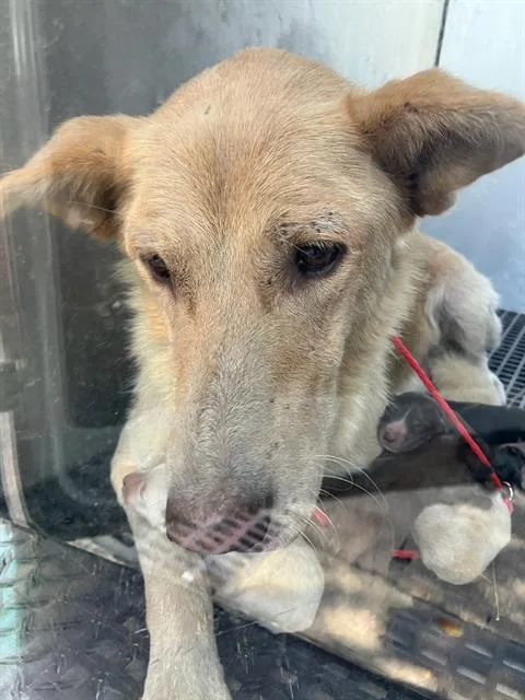 A young large-sized female Golden Retriever dog named Alley for adoption in Dallas, TX