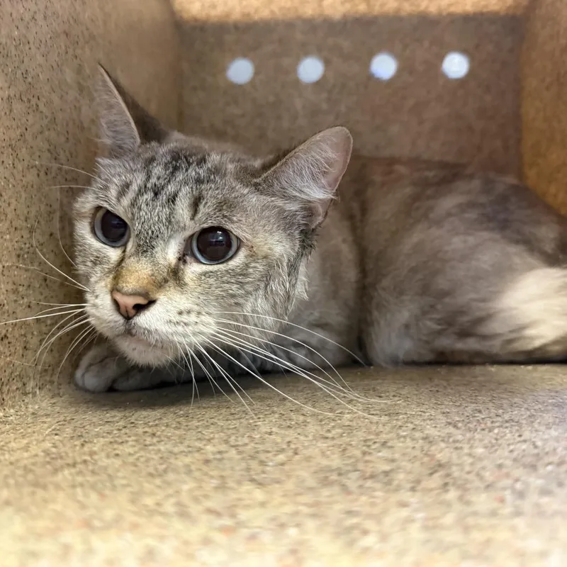A senior medium-sized female Brown / Chocolate Domestic Medium Hair cat named TUSCStray__ for adoption in Tuscaloosa, AL